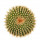 UEBELMANNIA gummifera, illustrative photo