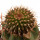 UEBELMANNIA meninensis var. rubra RNK 22, 3,1 cm, grafted offset
