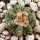 AZTEKIUM ritteri, 1,7 cm, SEEDLING