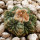 AZTEKIUM ritteri, 1,7 cm, SEEDLING