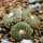 BLOSSFELDIA spec., 2 cm, three headed SEEDLING
