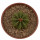AZTEKIUM ritteri, 3,5 cm pot