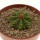 AZTEKIUM ritteri, 3,5 cm pot