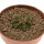 AZTEKIUM ritteri, 3,5 cm pot