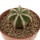 AZTEKIUM hintonii, 3,5 cm pot