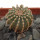 GEOHINTONIA mexicana, 2,2 cm