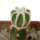 AZTEKIUM hintonii, pot 6 cm