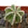 STROMBOCACTUS esperanzae var. nova SN 2014.0201, pot 6 cm