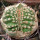 AZTEKIUM ritteri f. cristate, pot 6 cm, grafted offset