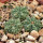 AZTEKIUM ritteri, 1 pot 6 cm