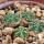 AZTEKIUM ritteri, 1 pot 6 cm