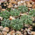 AZTEKIUM ritteri, 1 pot 6 cm