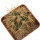 FEROCACTUS johnstonianus,  pot 6 cm, rooted offset