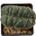 LOPHOPHORA williamsii f. cristate, pot 7 cm, grafted offset