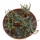 AVONIA quinaria ssp. alstonii, one pot 6 cm