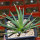 AGAVE albopilosa, clone 2 offset of mother plant, pot 7 cm