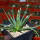 AGAVE albopilosa, clone 2 offset of mother plant, pot 7 cm
