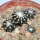DISCOCACTUS horstii, 1 pot 6,5 cm
