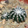 DISCOCACTUS horstii, 1 pot 6,5 cm