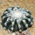 DISCOCACTUS horstii 3,2 cm, 1 pot 7 cm