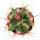 FEROCACTUS haematacanthus, illustrative photo 
