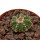 AZTEKIUM ritteri f. intercostatum GCG 10888, 1,6 cm