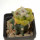 ARIOCARPUS fissuratus f. gracilis variegate, Terlingua, Tx., USA