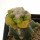 ARIOCARPUS fissuratus f. gracilis variegate, Terlingua, Tx., USA