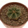 AZTEKIUM ritteri, 3,5 cm pot