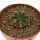 AZTEKIUM ritteri, 3,5 cm pot