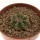AZTEKIUM ritteri, 3,5 cm pot