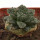 ARIOCARPUS fissuratus cv. Godzilla, pot 6 cm