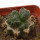 ARIOCARPUS fissuratus cv. Godzilla, pot 6 cm