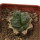 ARIOCARPUS fissuratus cv. Godzilla, pot 6 cm