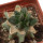 ARIOCARPUS fissuratus cv. Godzilla, pot 6 cm
