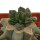 ARIOCARPUS fissuratus cv. Godzilla, pot 6 cm