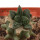 ARIOCARPUS fissuratus cv. Godzilla, pot 6 cm