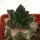 ARIOCARPUS fissuratus cv. Godzilla, pot 6 cm
