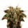 ASTROBERGIA (ASTROPHYTUM x LEUCHTENBERGIA)