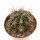 FEROCACTUS haematacanthus clone 2