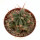 FEROCACTUS haematacanthus clone 2