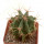 FEROCACTUS haematacanthus clone 1