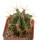 FEROCACTUS haematacanthus clone 1