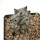 STENOCEREUS beneckei, pot 6,5 cm, rooted offset