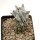 STENOCEREUS beneckei, pot 6,5 cm, rooted offset