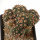 GYMNOCALYCIUM spegazzinii var. unguispinum SL 44b, mother plant, grafted SEEDLING