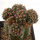 GYMNOCALYCIUM spegazzinii var. unguispinum SL 44b, mother plant, grafted SEEDLING