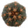 GYMNOCALYCIUM spegazzinii var. unguispinum SL 44b, illustrative photo