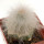 CREMNOCEREUS albipilosus, pot 6 cm, grafted offset